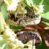Potosia cuprea olivacea